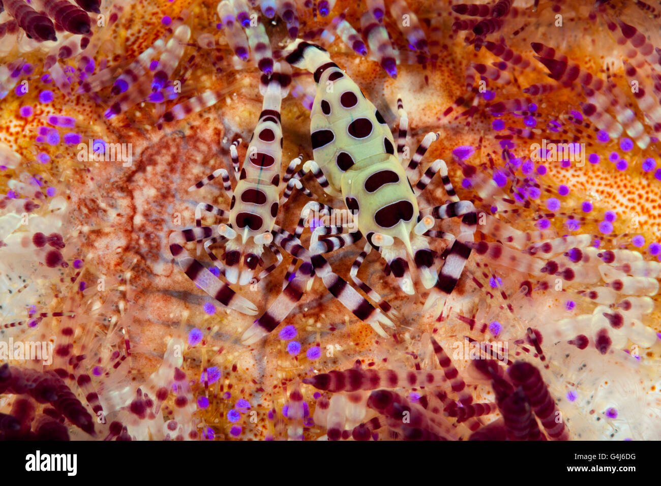 Paar von Coleman Garnelen auf Feuer Seeigel, Periclimenes Colemani, Ambon, Molukken, Indonesien Stockfoto