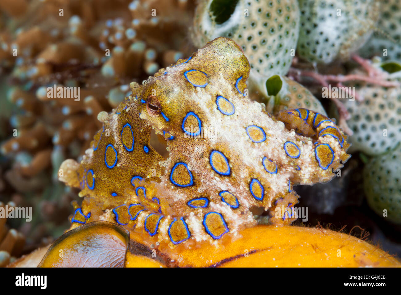 Giftige Blue Ring Octopus, Hapalochlaena Lunulata, Ambon, Molukken, Indonesien Stockfoto