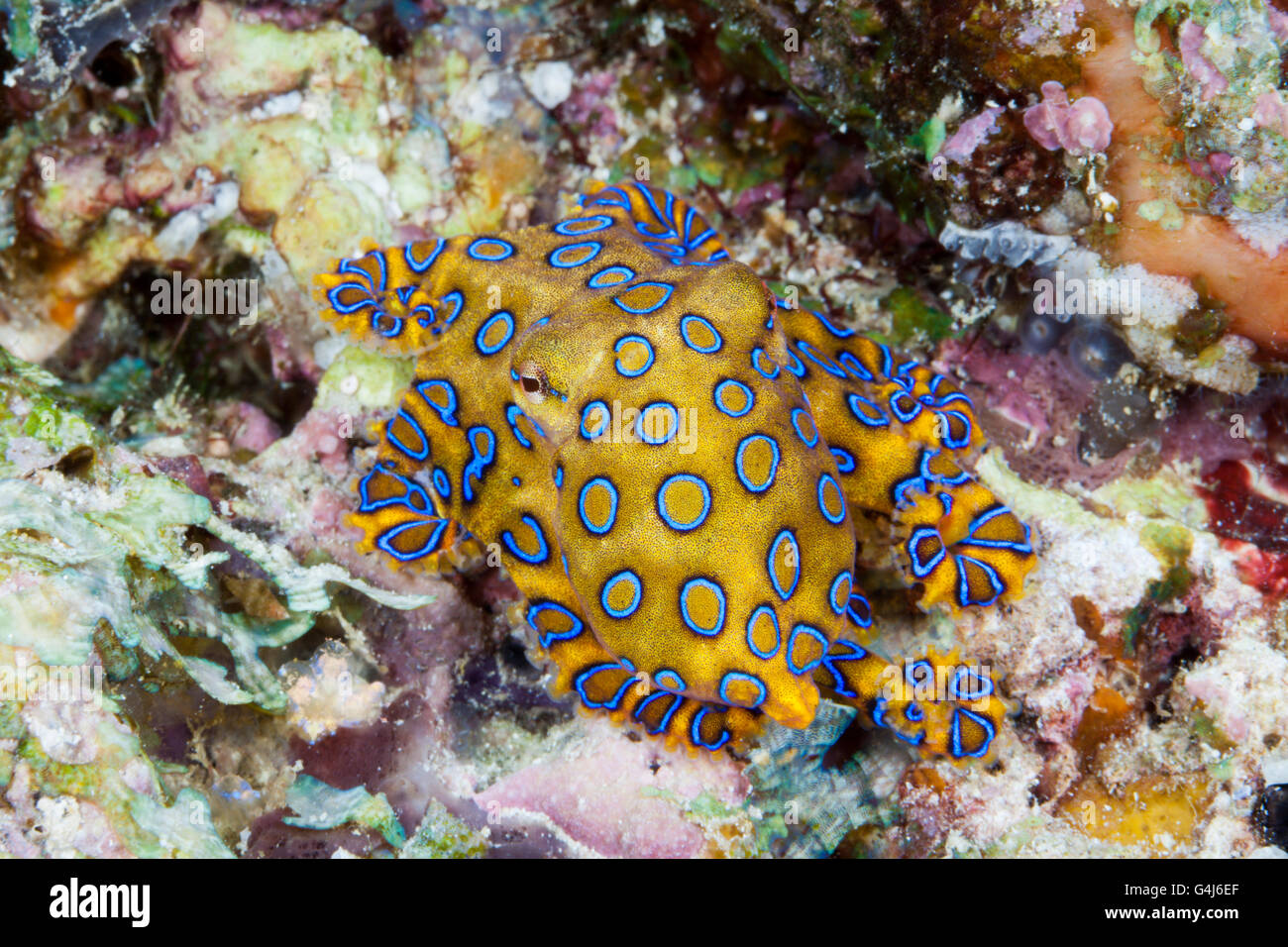 Giftige Blue Ring Octopus, Hapalochlaena Lunulata, Ambon, Molukken, Indonesien Stockfoto