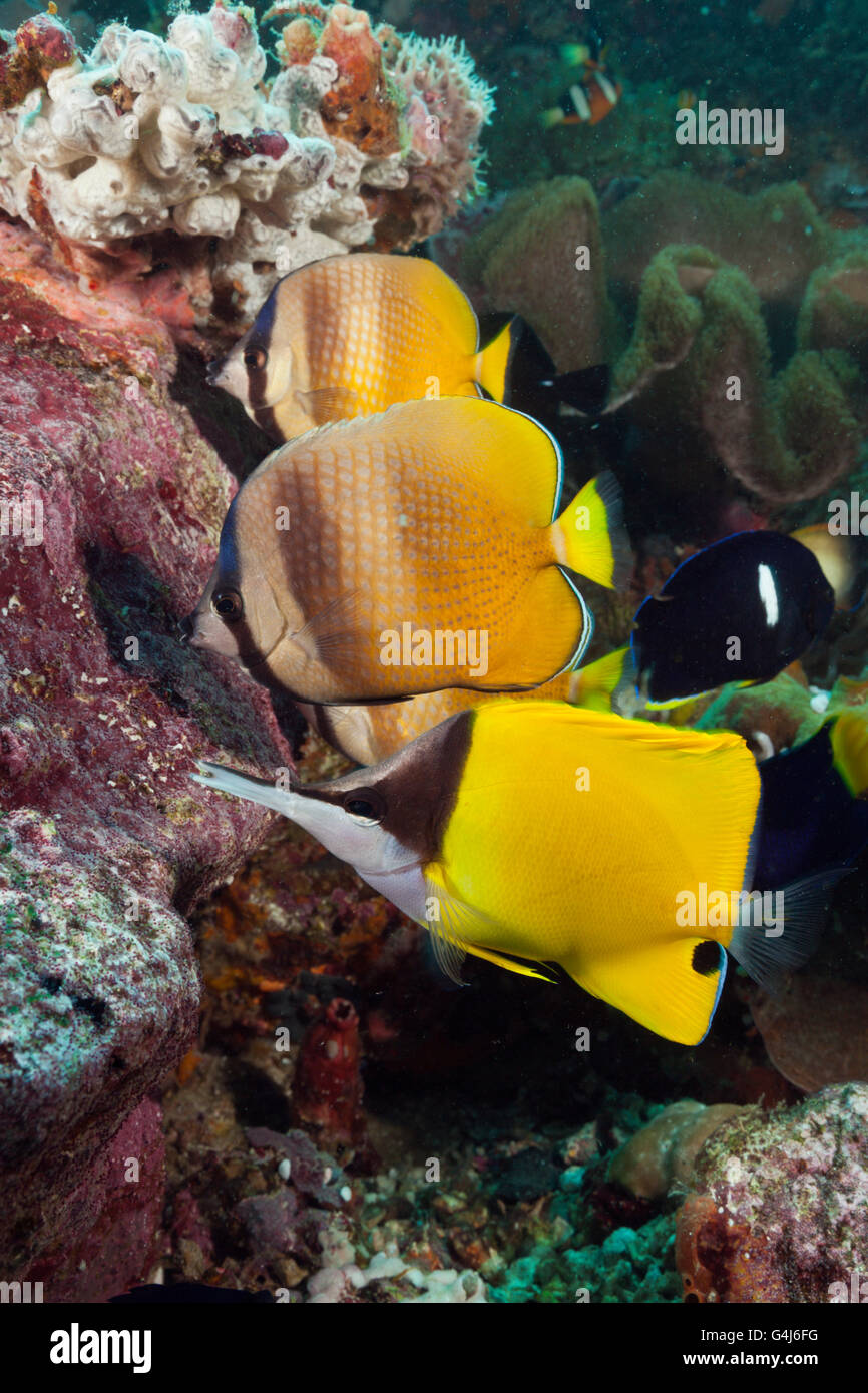 Falterfische ernähren sich von Fisch Laich, Chaetodontidae Kleinii, Ambon, Molukken, Indonesien Stockfoto