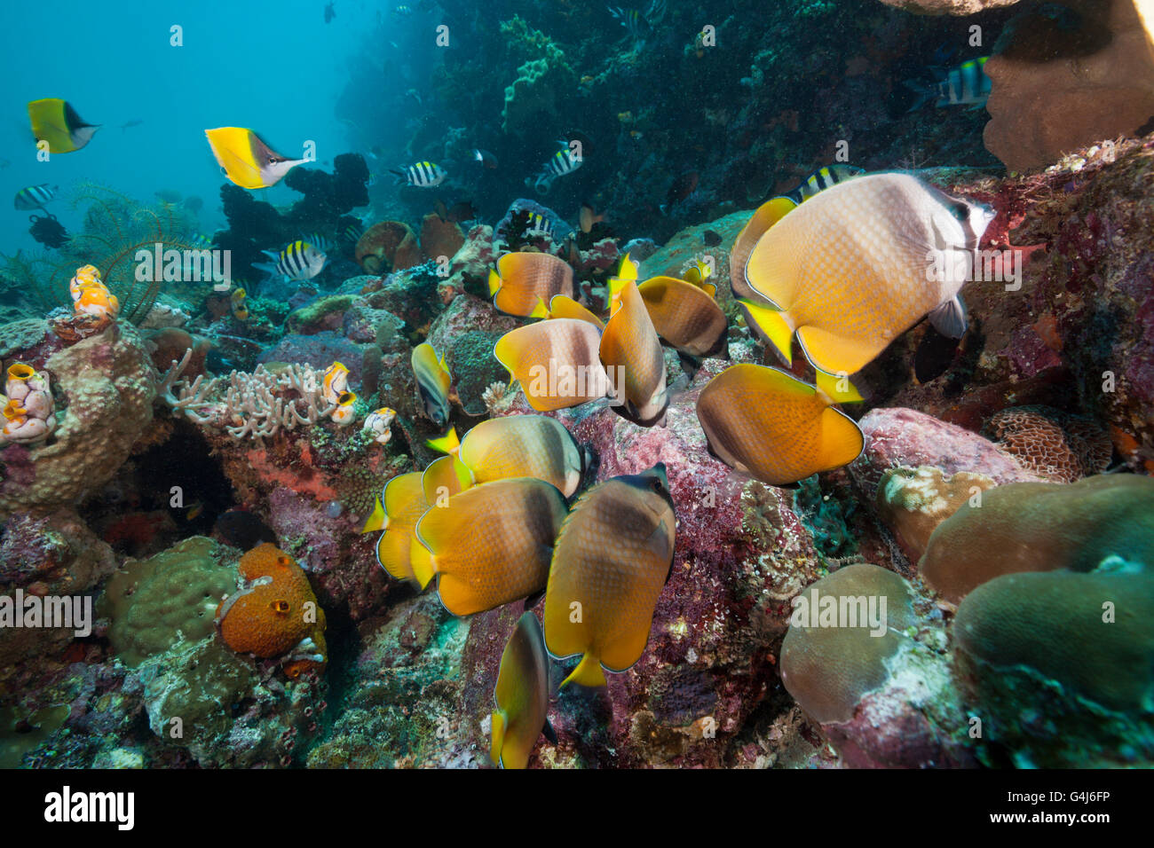 Falterfische ernähren sich von Fisch Laich, Chaetodontidae Kleinii, Ambon, Molukken, Indonesien Stockfoto