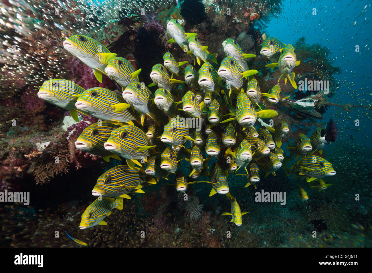 Fischschwarm von gelb-Band Süßlippen, Plectorhinchus Polytaenia, Raja Ampat, West Papua, Indonesien Stockfoto