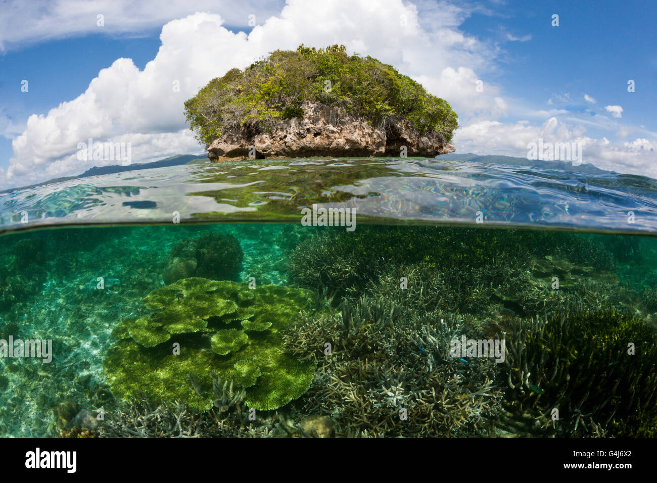 Korallen im seichten Wasser, Raja Ampat, West-Papua, Indonesien Stockfoto