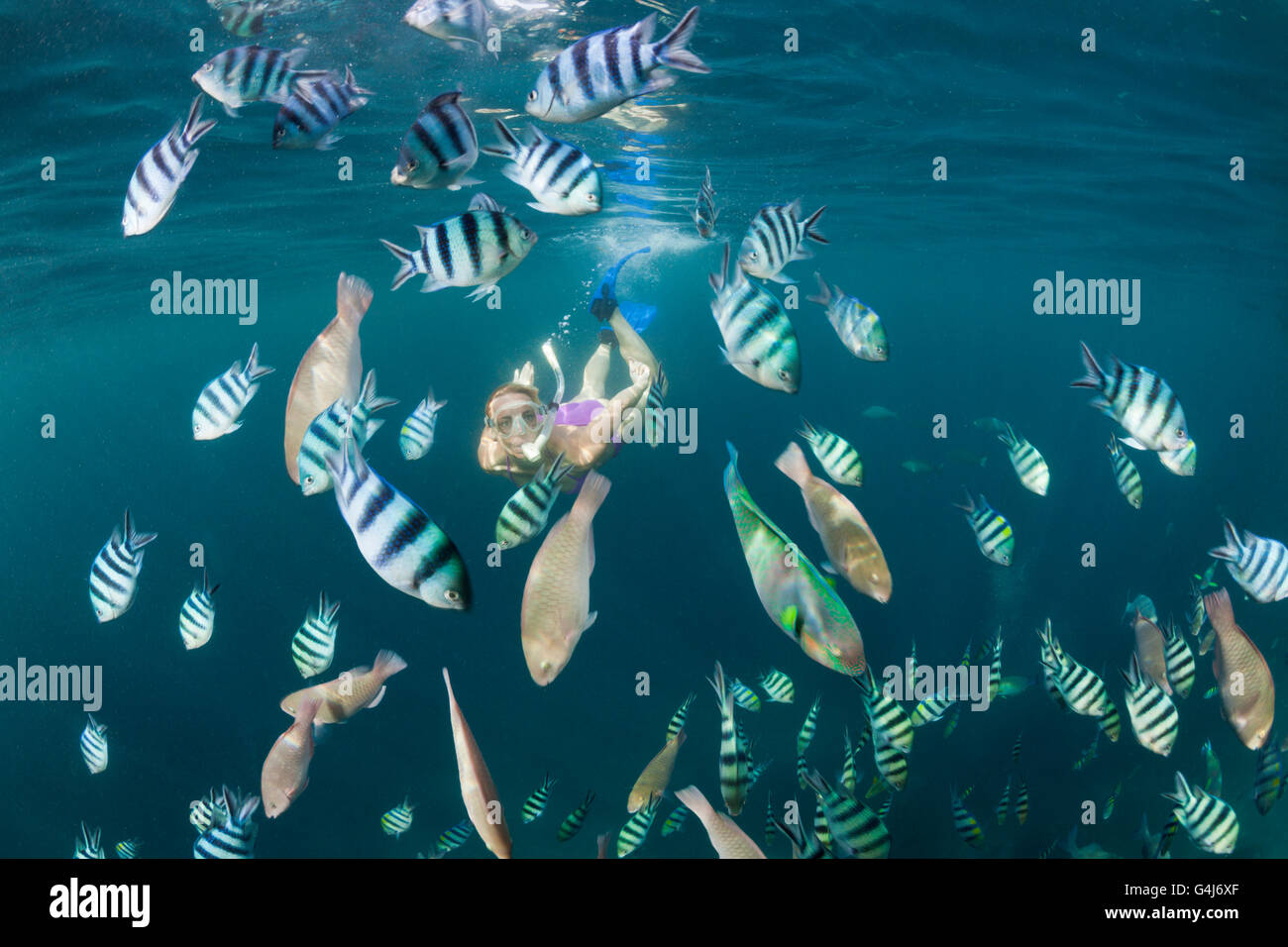 Freediver und Untiefe Sergants Abudefduf Sexfasciatus, Raja Ampat, West Papua, Indonesien Stockfoto