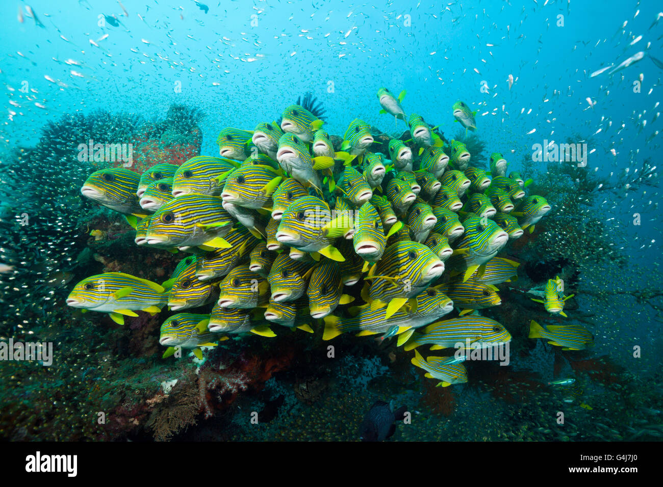 Fischschwarm von gelb-Band Süßlippen, Plectorhinchus Polytaenia, Raja Ampat, West Papua, Indonesien Stockfoto