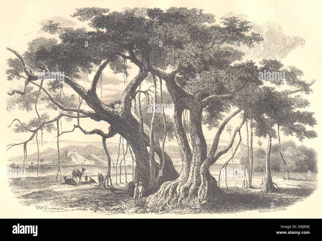 PFLANZENEXTRAKTE: Figuier des Pagodes. Ficus Religiosa. (Morées), alten Drucken 1852 Stockfoto
