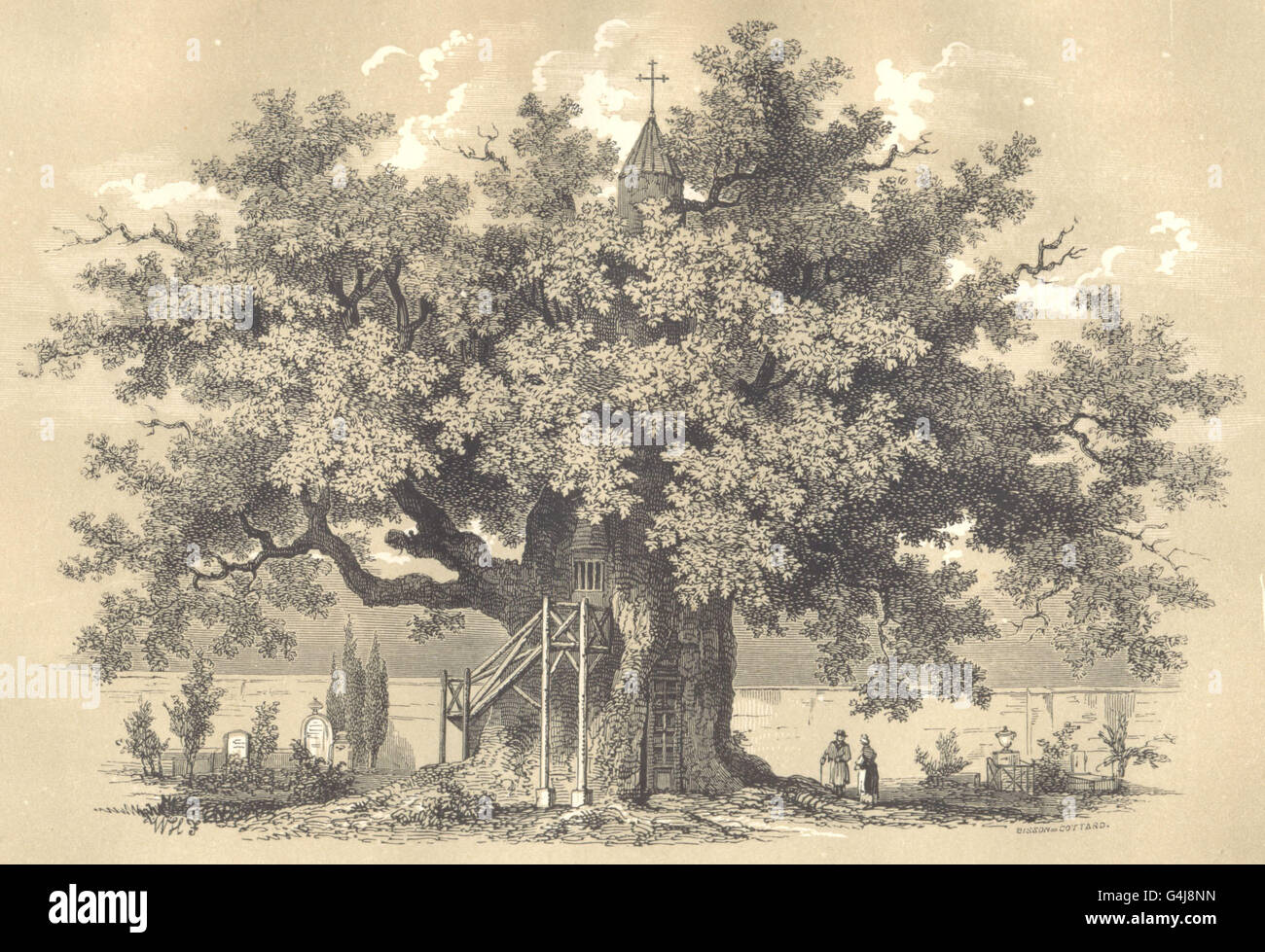 Kirchen: Chêne - Chapelle D'Allouville. Quercus. (Cupulifères), drucken Sie 1852 Stockfoto