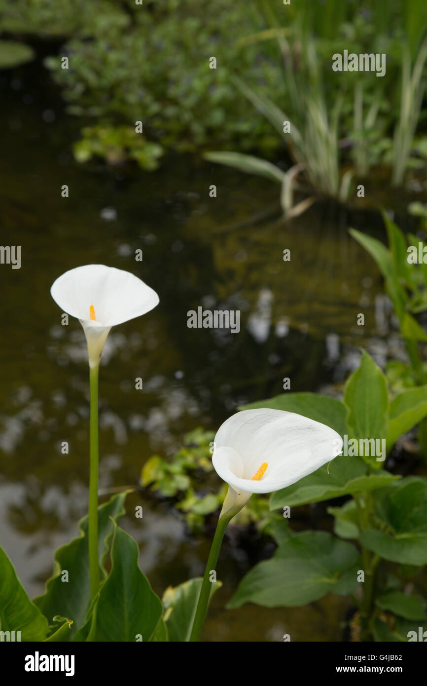 Arum Lilie wächst als eine marginale Wasserpflanze in einem Gartenteich. Stockfoto