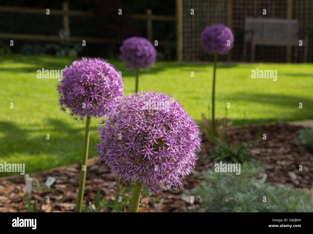 Globemaster Allium Blumen in voller Blüte, nur bevor er sich der Samen Stockfoto