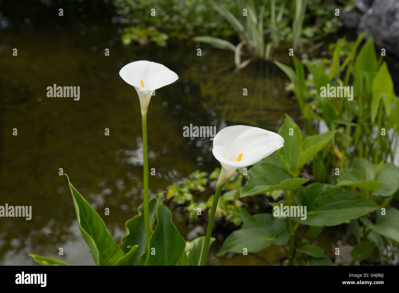 Arum Lilie wächst als eine marginale Wasserpflanze in einem Gartenteich. Stockfoto