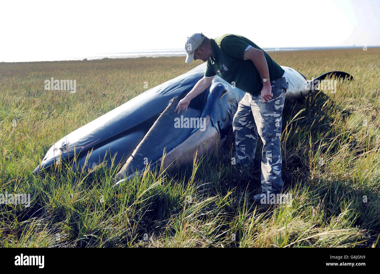Andy Gibson vom Yorkshire Wildlife Trust untersucht einen jungen Wal am Ufer der Humber-Mündung in Skeffling, East Yorkshire. Stockfoto