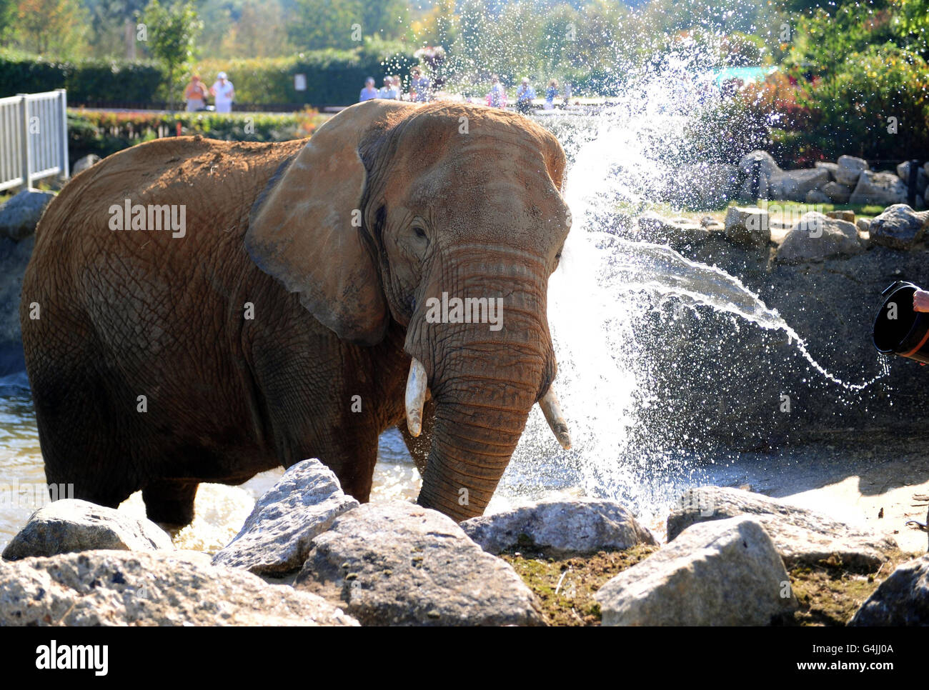 Opal the Elephant genießt es, von ihrem Hüter im Colchester Zoo bei heißem Wetter mit Wasser besprüht zu werden. Stockfoto