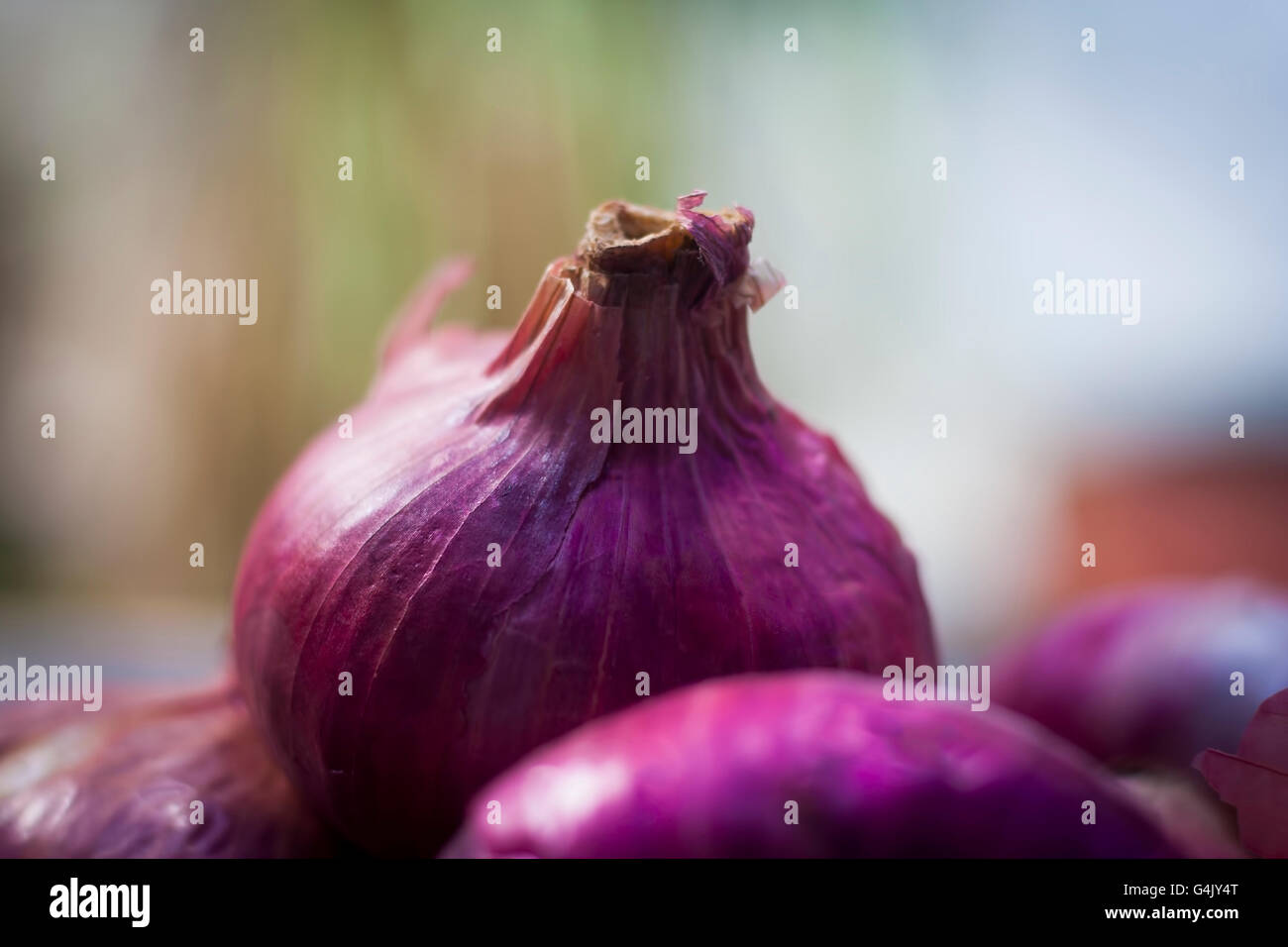 Frische Zwiebel auf nassen Tischoberfläche mit leichten grünlichen Hintergrund, isoliert, Tiefenschärfe, geringe Schärfentiefe. Stockfoto