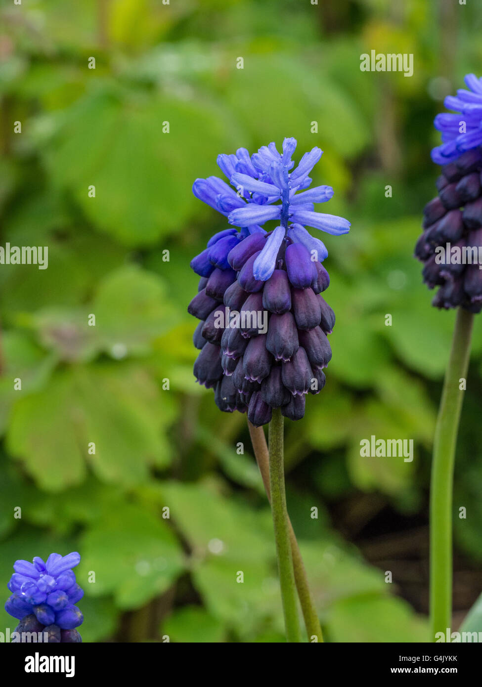Muscari Latifolium Blume Stockfoto