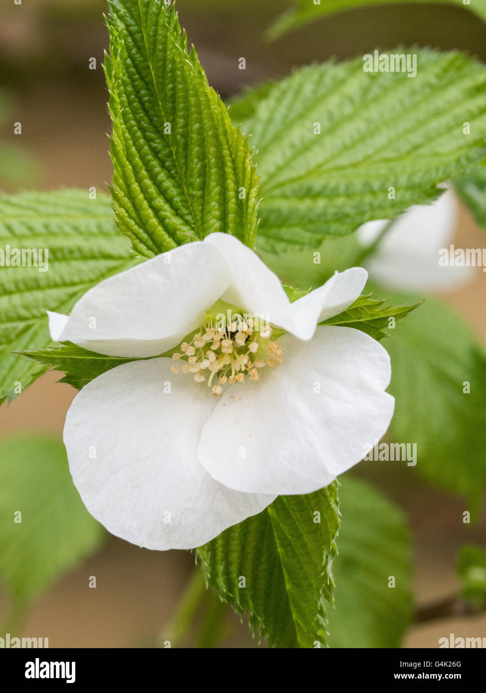 Rhodotypos Scandens Blume Stockfoto