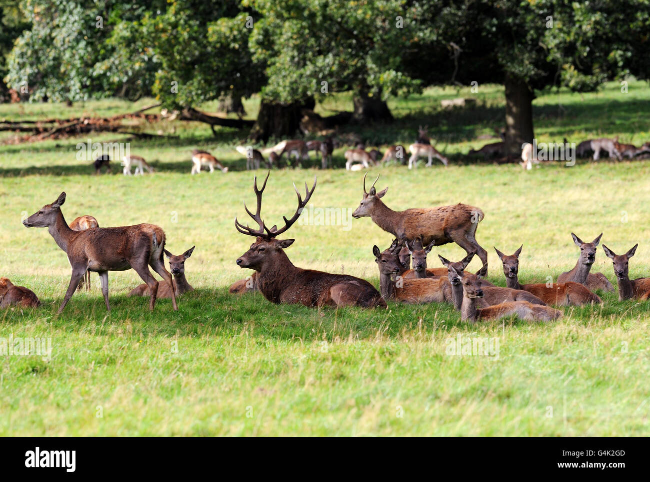 Da die Brunftzeit in Hirschparks in ganz Großbritannien gerade beginnt, treffen Hirsche die Herden, um ihr Territorium in der Parklandschaft von Studley Royal in der Nähe von Ripon, Yorkshire, abzustecken. Stockfoto