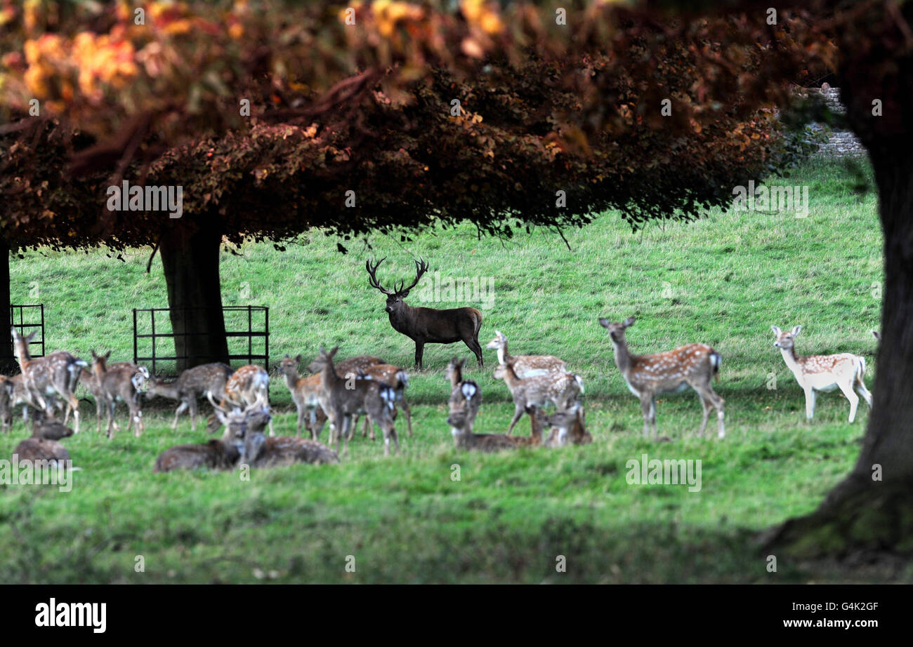 Da die Brunftzeit in Hirschparks in ganz Großbritannien gerade beginnt, treffen Hirsche die Herden, um ihr Territorium in der Parklandschaft von Studley Royal in der Nähe von Ripon, Yorkshire, abzustecken. Stockfoto