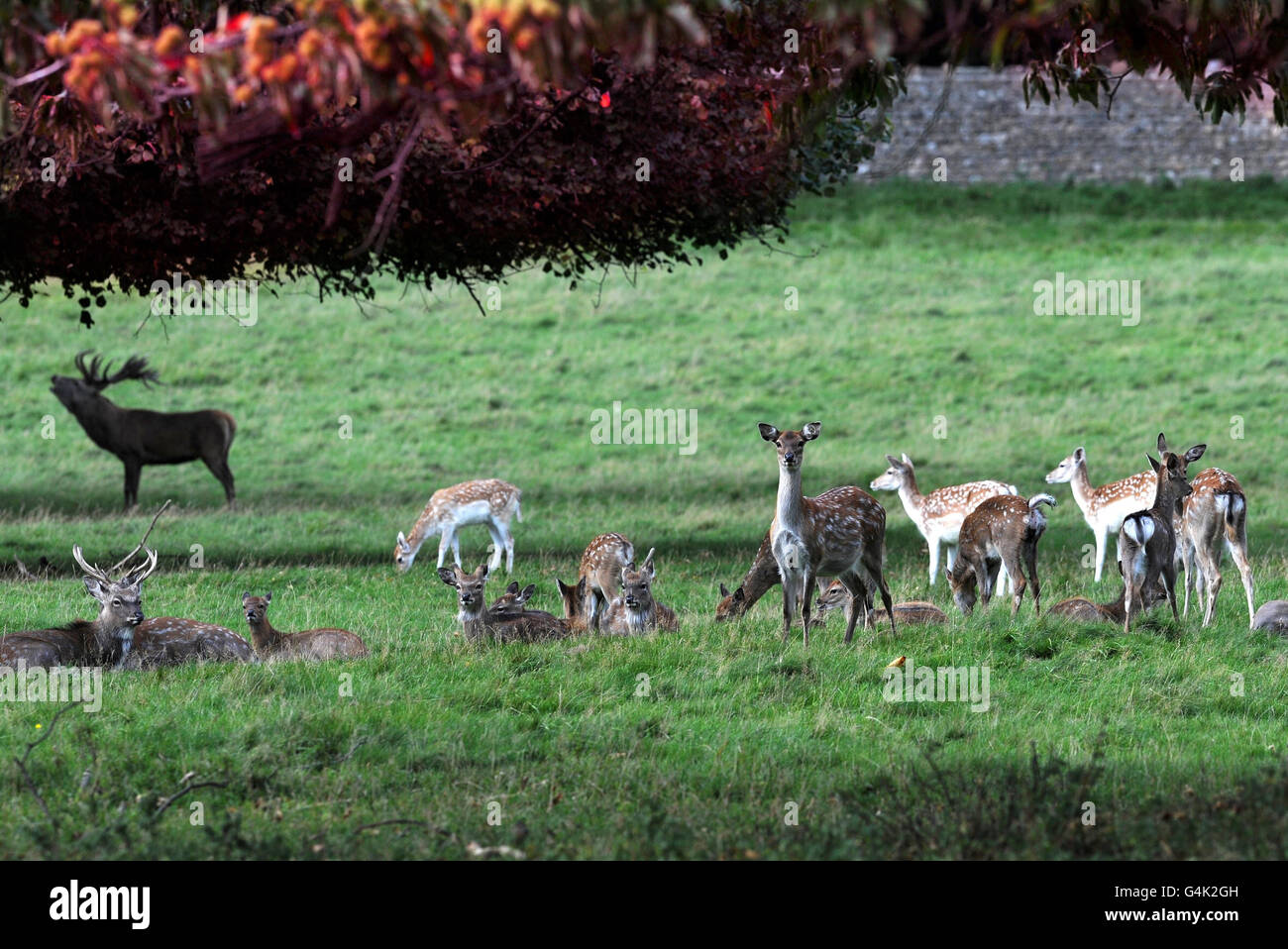 Da die Brunftzeit in Hirschparks in ganz Großbritannien gerade beginnt, treffen Hirsche die Herden, um ihr Territorium in der Parklandschaft von Studley Royal in der Nähe von Ripon, Yorkshire, abzustecken. Stockfoto
