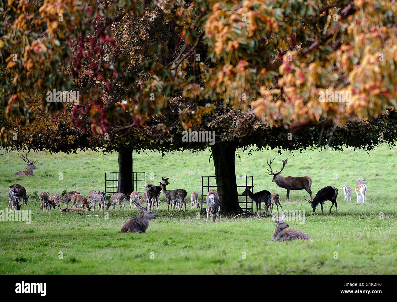Da die Brunftzeit in Hirschparks in ganz Großbritannien gerade beginnt, treffen Hirsche die Herden, um ihr Territorium in der Parklandschaft von Studley Royal in der Nähe von Ripon, Yorkshire, abzustecken. Stockfoto