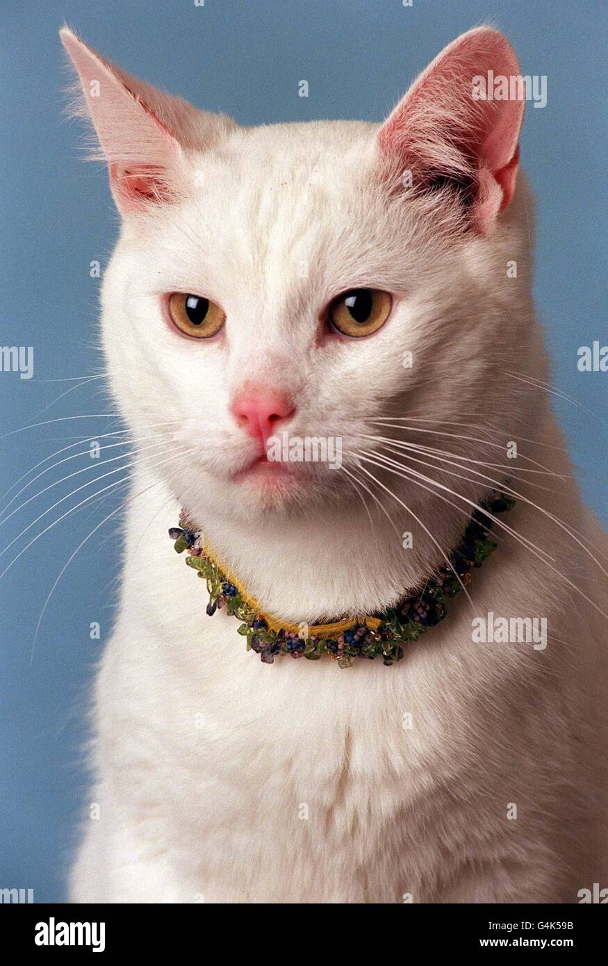 Arthur, die Katze, trägt ein Katzenhalsband, das von der Modedesignerin Nicole Farhi entworfen wurde. Das Halsband soll im Juli 1999 bei Sotheby's Pet Sale versteigert werden, zugunsten der Cat Protection League. Stockfoto