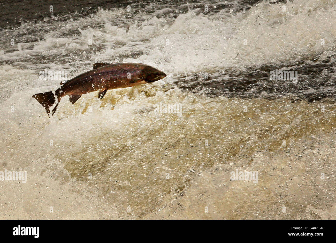 Lachs springen, als sie Hindernisse überwinden, um stromaufwärts zum Laichen im Ettrich-Wasser in der Nähe von Selkirk in den schottischen Grenzen zurückzukehren. Stockfoto