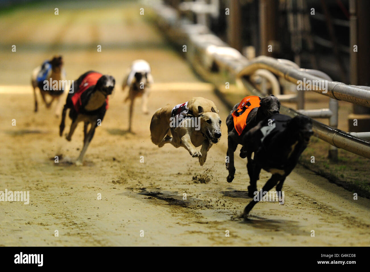 Windhunde - Williamhill.com St Leger Final - Wimbledon Greyhound Stadium. Penskey John (Mitte), Centurion Enry (2. Rechts) und Snowdon Flyer (rechts) während des William Hill - The Home of Betting Stayers Stockfoto