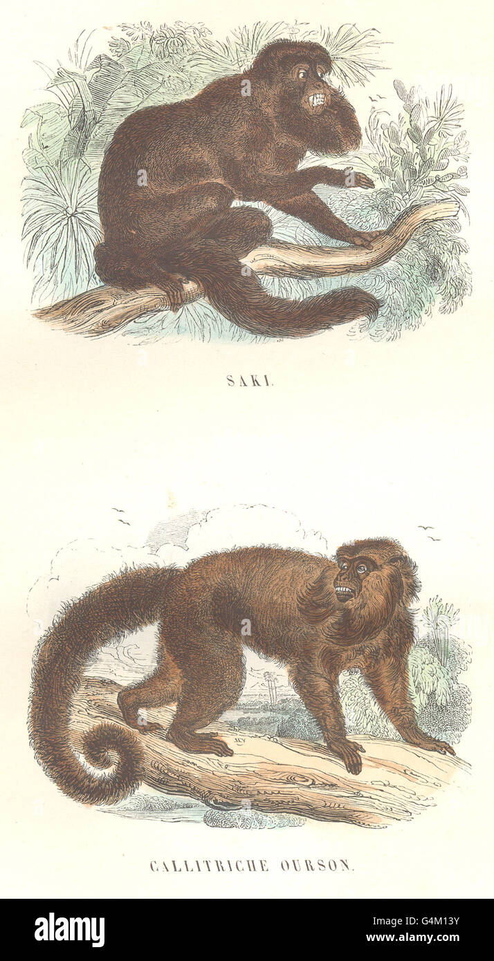Primaten: Saki; Callitriche Pooh, antiken print 1873 Stockfoto
