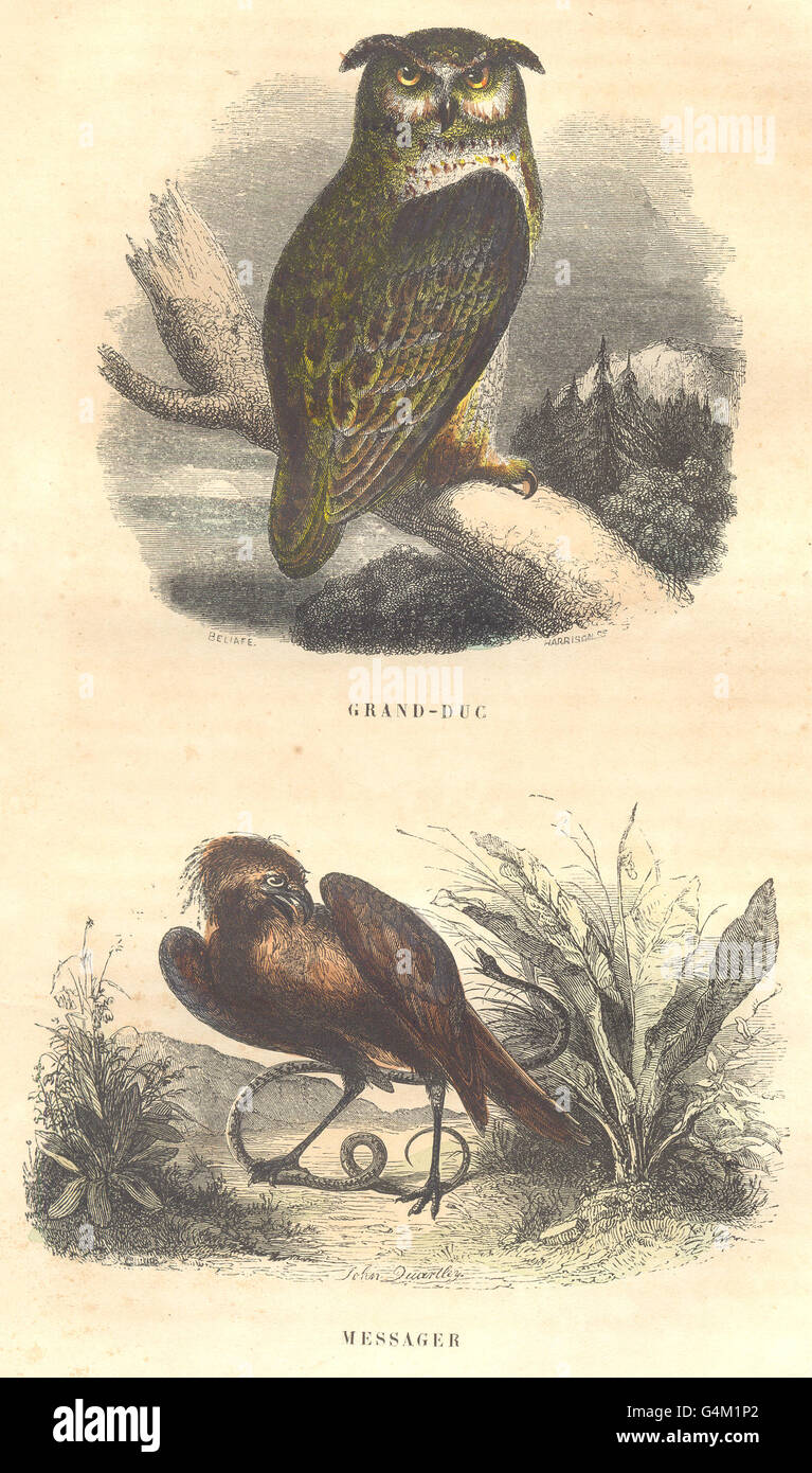 Vögel: Großherzog; Bote, antiken print 1873 Stockfoto