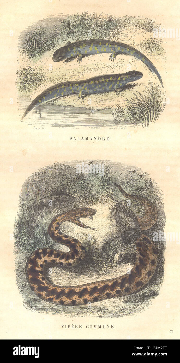 Amphibien: Reptilien: Salamander, Viper Stadt, antique print 1873 Stockfoto