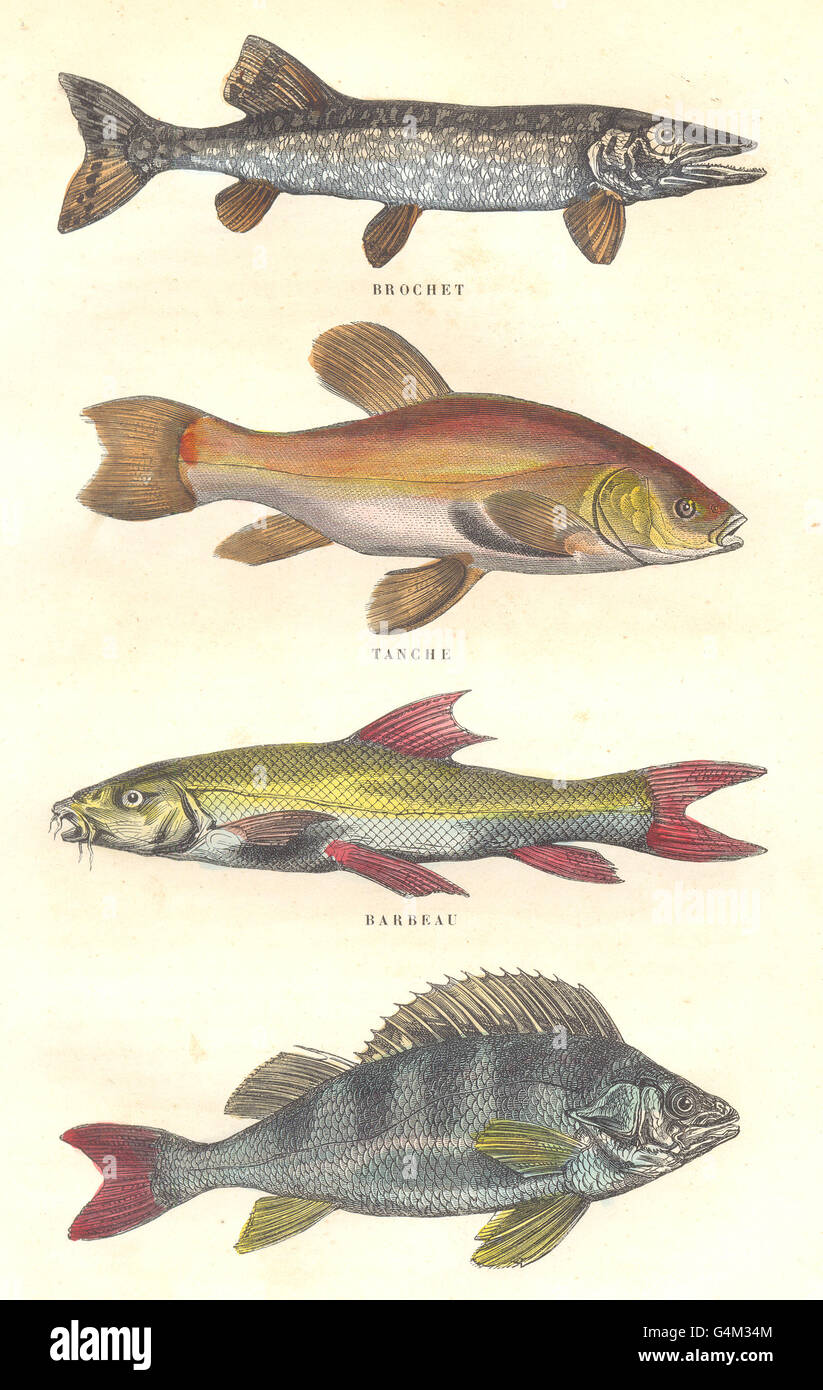 Fische: Süßwasserfische: Hecht, Schleie, Barsch Barbeau, antique print 1873 Stockfoto
