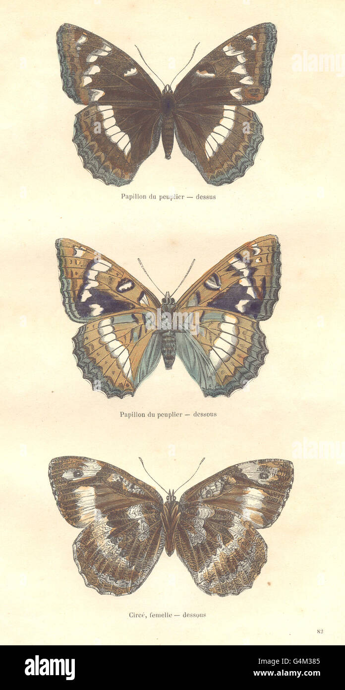 Schmetterlinge: Insekten: Schmetterling Pappel, Circe, antique print 1873 Stockfoto