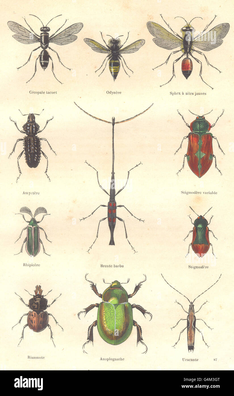 Insekten: Céopale Tacuet; Odynère, gelb-winged Sphex; Amyctère, bärtigen Brente 1873 Stockfoto