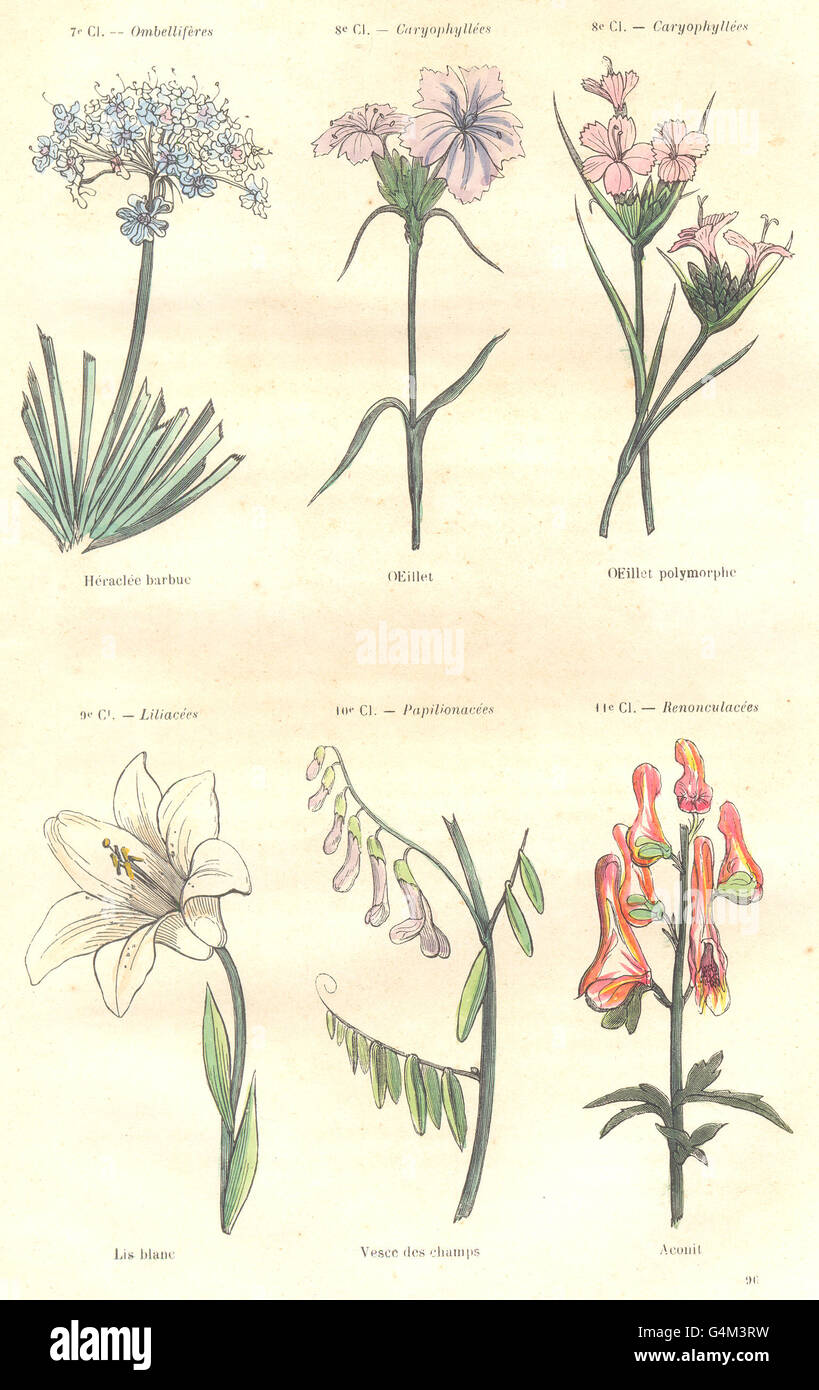 Pflanzen: Umbelliferae; Caryophylleae; Herakleia bärtig, Öse, polymorphe 1873 Stockfoto