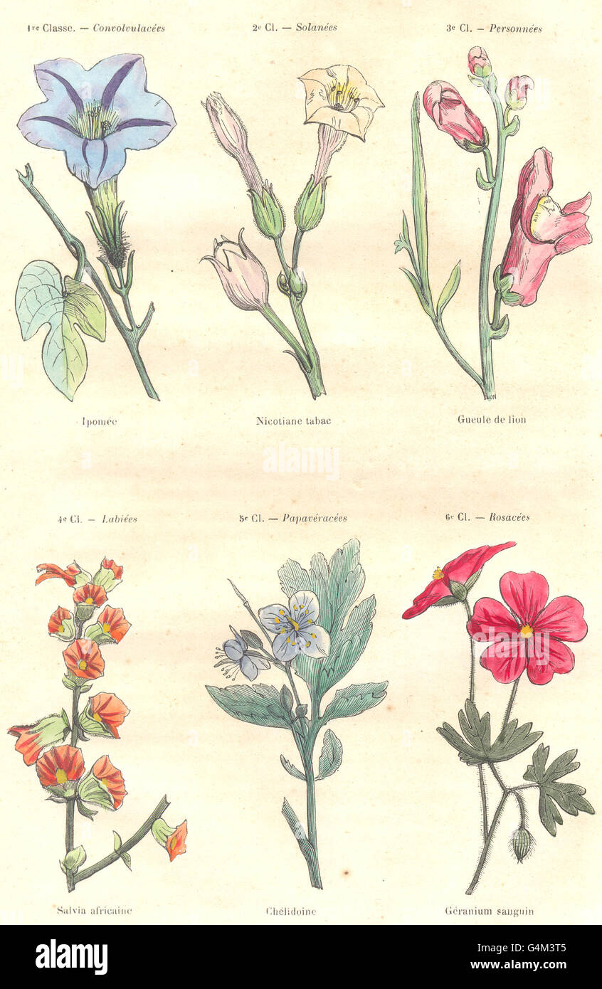Pflanzen: Convolvulaceae, Solanaceae; Pomée; Nicotiane Tabak Löwen Mund, 1873 Stockfoto