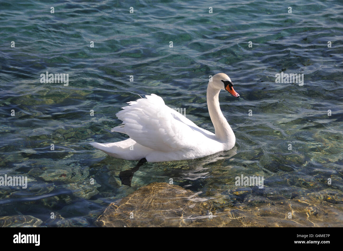 Reine weiße Cob Schwan im schönen klaren Wasser eines Bergsees. Stockfoto