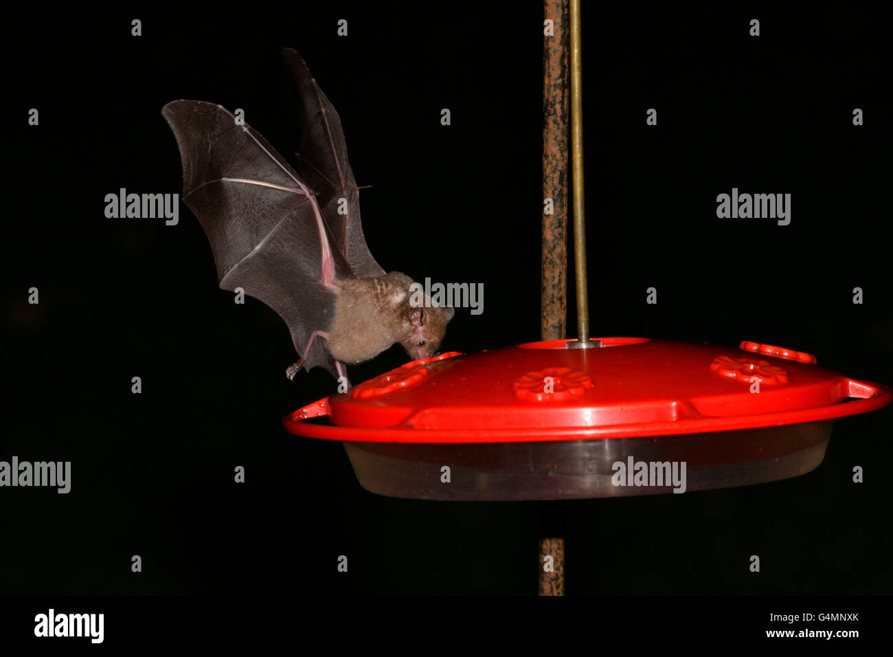 Gemeinsamen lang genutet Bat, Glossophaga Soricina, alleinstehenden, die Fütterung von Hummingbird Feeder in der Nacht. Juni getroffen. Atlantische Rainf Stockfoto