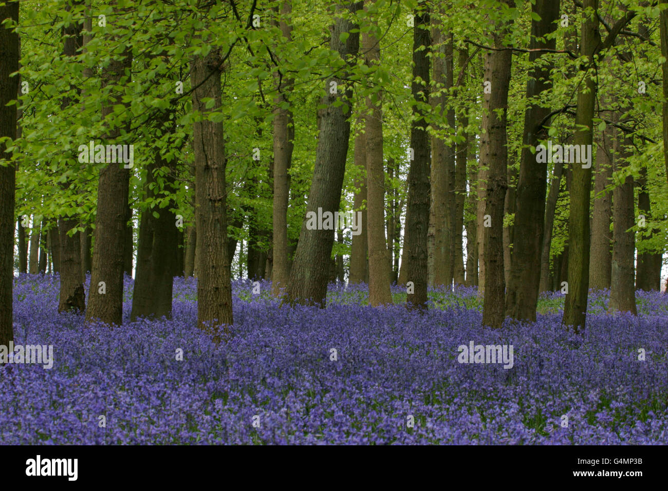 Glockenblumen Endymion nicht-Scriptus - in Buche Wald. Mai, Hertfordshire, UK übernommen. Stockfoto