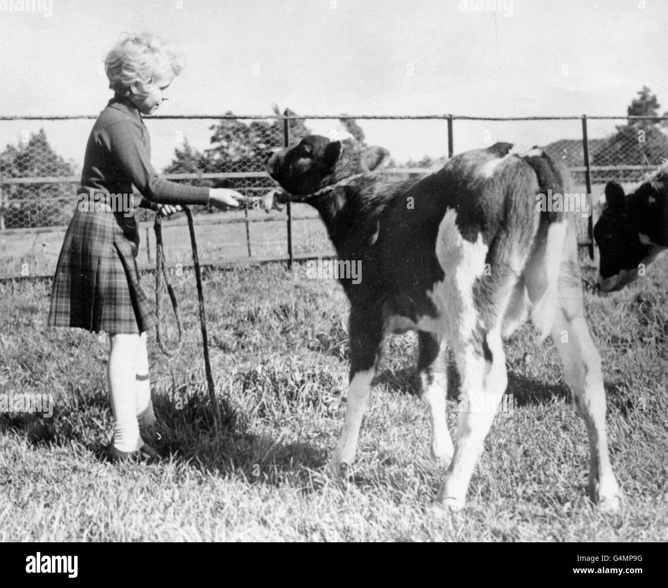 Prinzessin Anne spielt mit einem Kalb auf dem Anwesen von Balmoral Castle, Schottland. Stockfoto