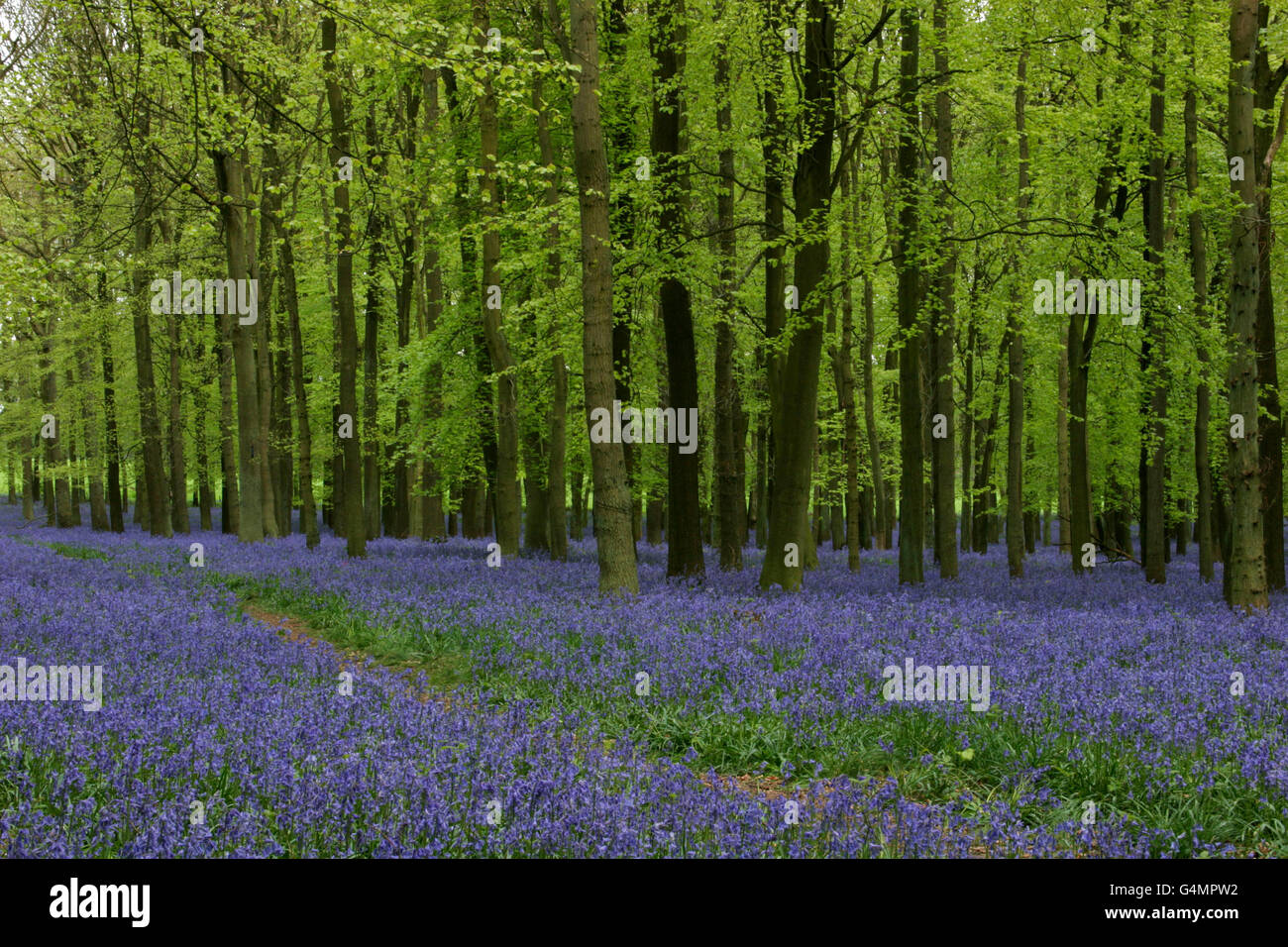 Glockenblumen (nicht Endymion-Scriptus) - in einem Buche Wald. Mai, Hertfordshire, UK übernommen. Stockfoto