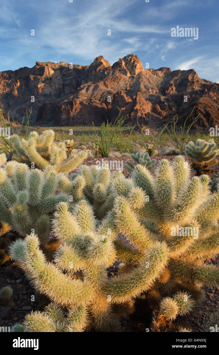 Teddy Bear Cholla Cactus (Cylindropuntia Bigelovii), Kofa Mountains Wildlife Refuge Arizona Stockfoto
