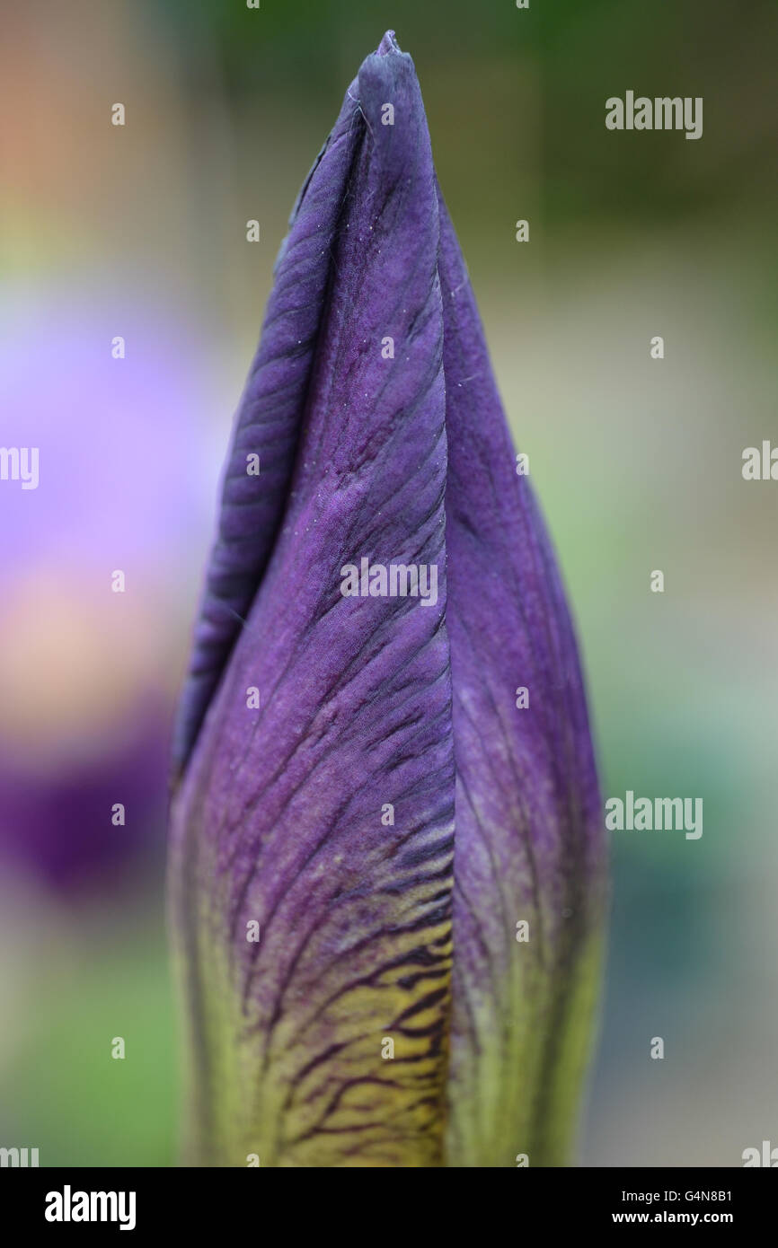 Geschlossenen Knospe der violetten Bartiris Stockfoto