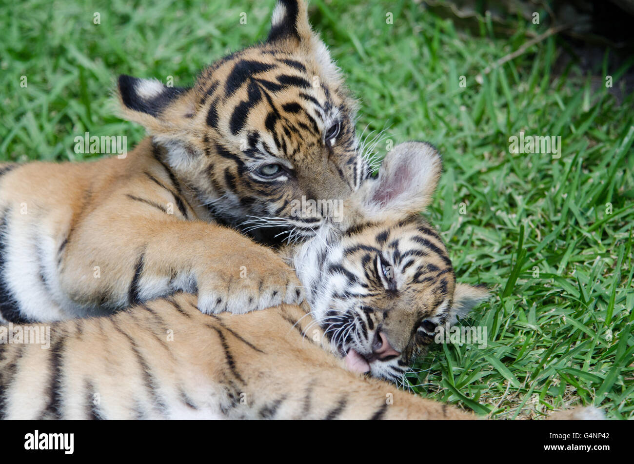 Zwei drei Monate alt Sumatra Tiger Cub spielen auf der Wiese im Australia Zoo Stockfoto