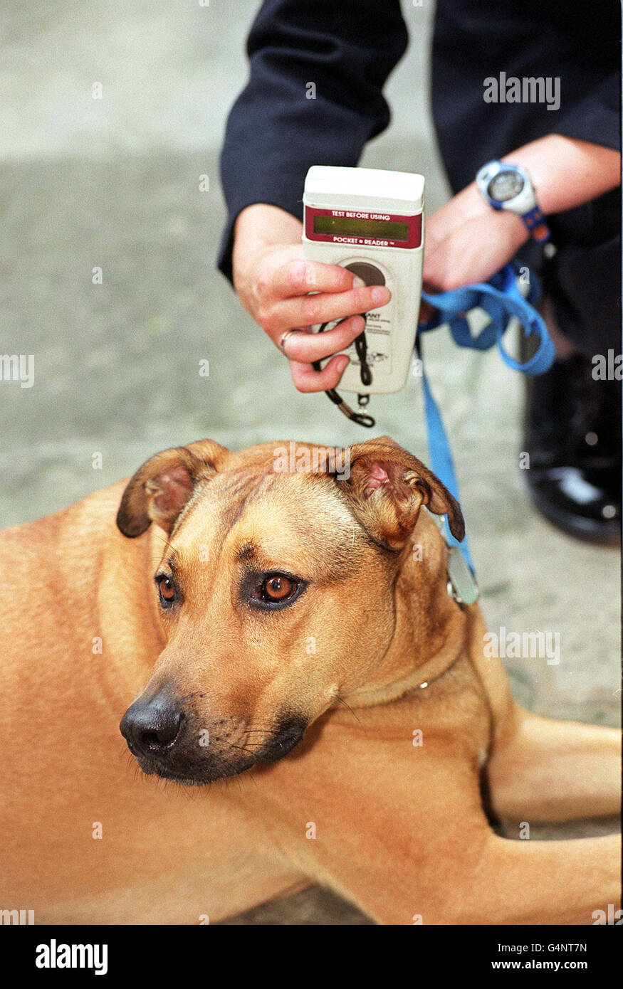 Der RSPCA-Hund Attilla lässt seinen Mikrochip während einer Fotozelle in London von einem Lesegerät lesen, um das Passports for Pets-Programm zu starten. Im Rahmen eines Pilotprojekts, das bis April 2000 eingeführt wird, werden Hunde und Katzen einen Pass erhalten, der sie für Tollwut-frei erklärt. * Hunde und Katzen, die gechipt wurden, einen Tollwutimpfstoff erhalten haben und einen Monat später einen Bluttest unterzogen wurden, werden mit einem von einem Tierarzt unterschriebenen und gestempelten Pass ausgestellt, um ihn für Tollwutfrei zu erklären. Es wird dann erlaubt sein, ins Ausland zu reisen und über die Kanalhäfen und den Flughafen Heathrow wieder nach Großbritannien einzureisen, solange er ein erhält Stockfoto