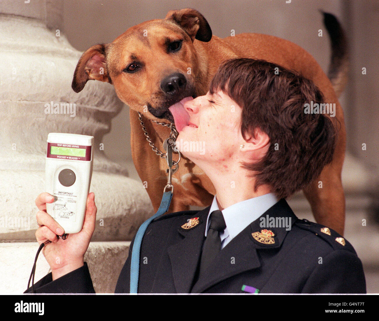 Reisepass für Haustiere/RSPCA Hund Stockfoto