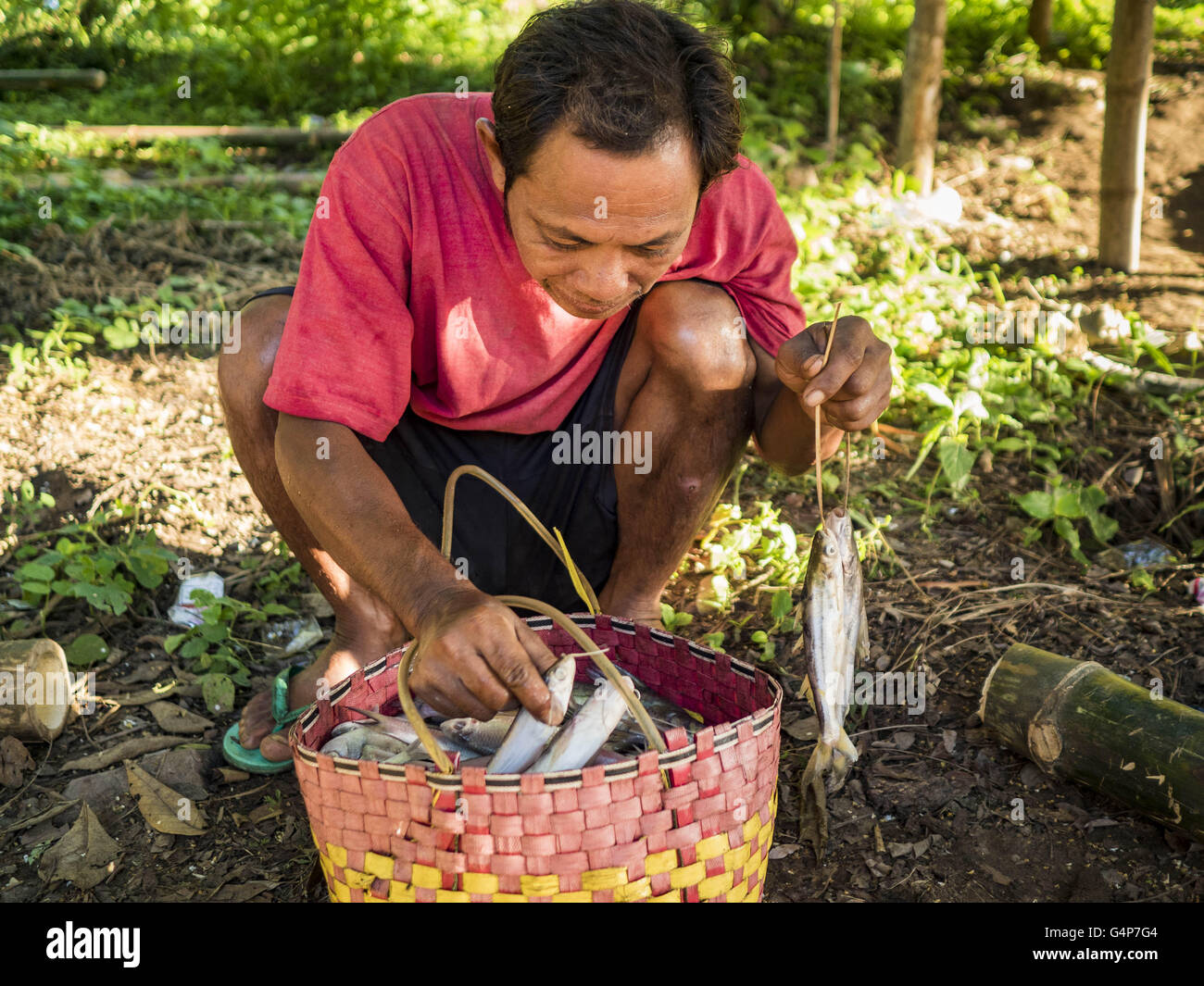 19. Juni 2016 - Don Khone, Champasak, Laos - überprüft ein Fischer seinen Fang an Khon Pa Soi Wasserfällen, auf der Ostseite des Don Khon. Es ist die kleinere der zwei Wasserfälle in Don Khon. Fischer haben ein ausgeklügeltes System von Hängebrücken über die Fälle konstruiert, die sie benutzen, um die Fischfallen, die sie gesetzt. Fischer in der Gegend sind mit geringeren Erträgen und kleinere Fische, streitenden ihre Art zu Leben bedroht. Der Mekong ist eines der artenreichsten und produktivsten Flüsse auf der Erde. Es ist ein globaler Hotspot für Süßwasserfische: mehr als 1.000 Arten registriert, zweite nur zu Stockfoto