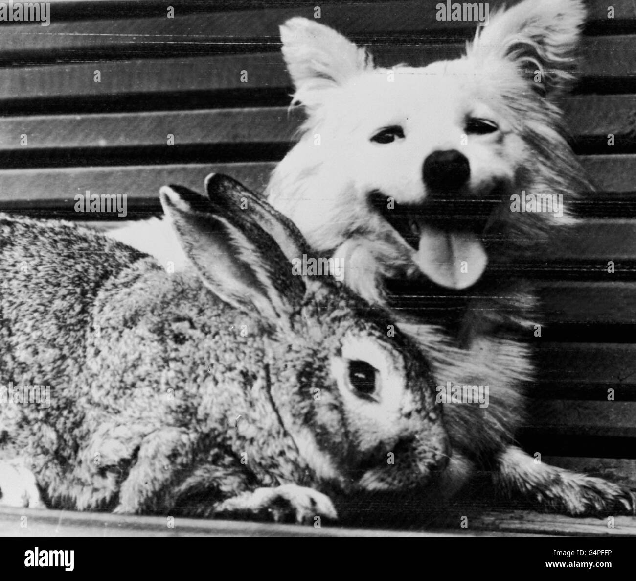 Russische Klatsch der Hund & Kaninchen Stockfoto