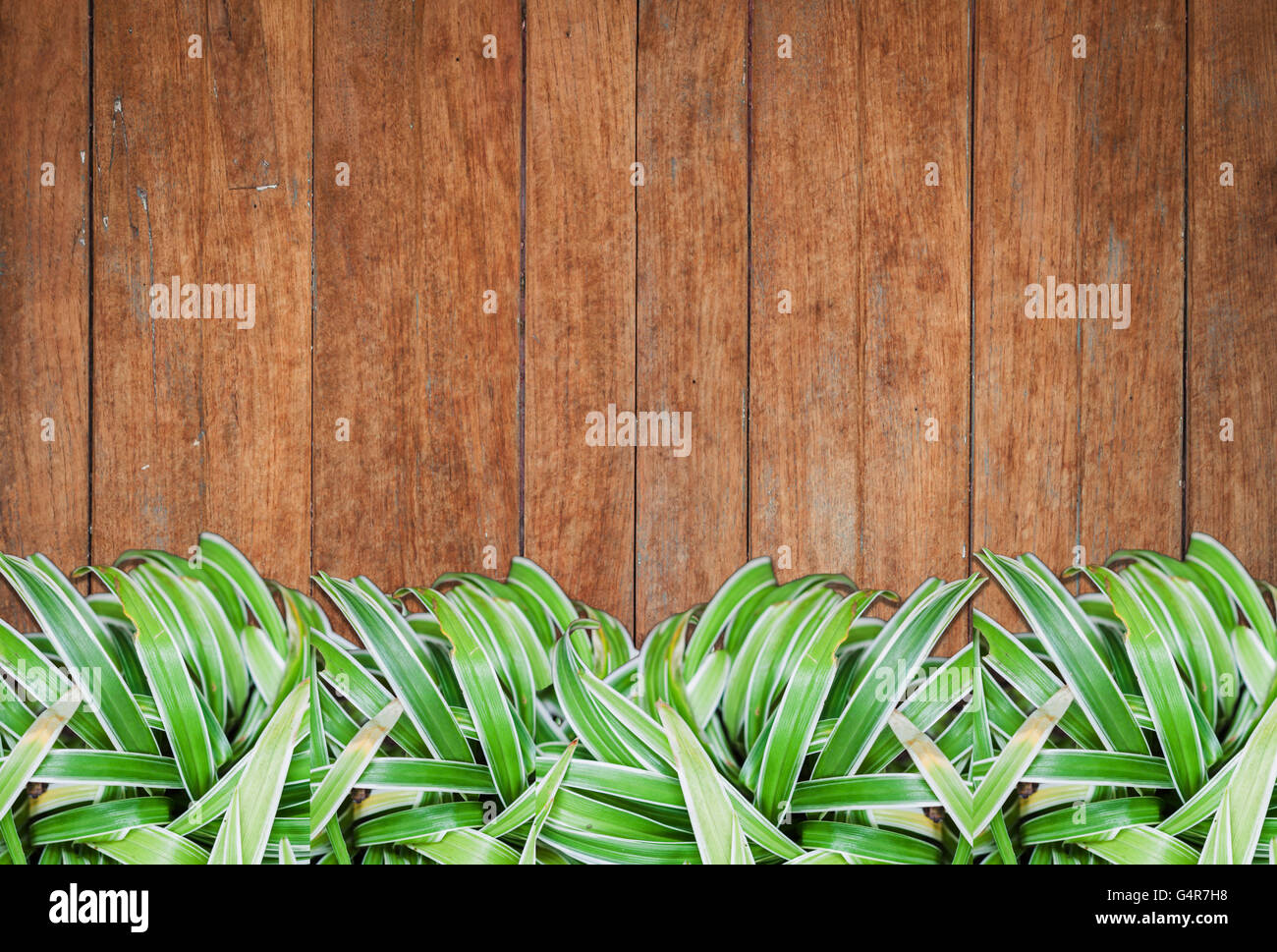Grüne Pflanzen mit alten hölzernen Hintergrund und Textur, Fotoarchiv Stockfoto