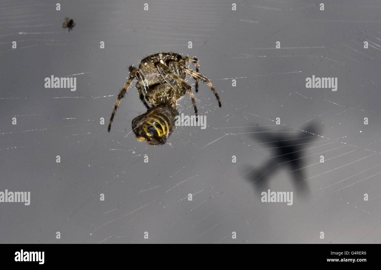 Spider Stock. Eine Spinne frisst eine Wespe, die in ihrem Netz gefangen ist, während ein Flugzeug über dem Himmel fliegt Stockfoto