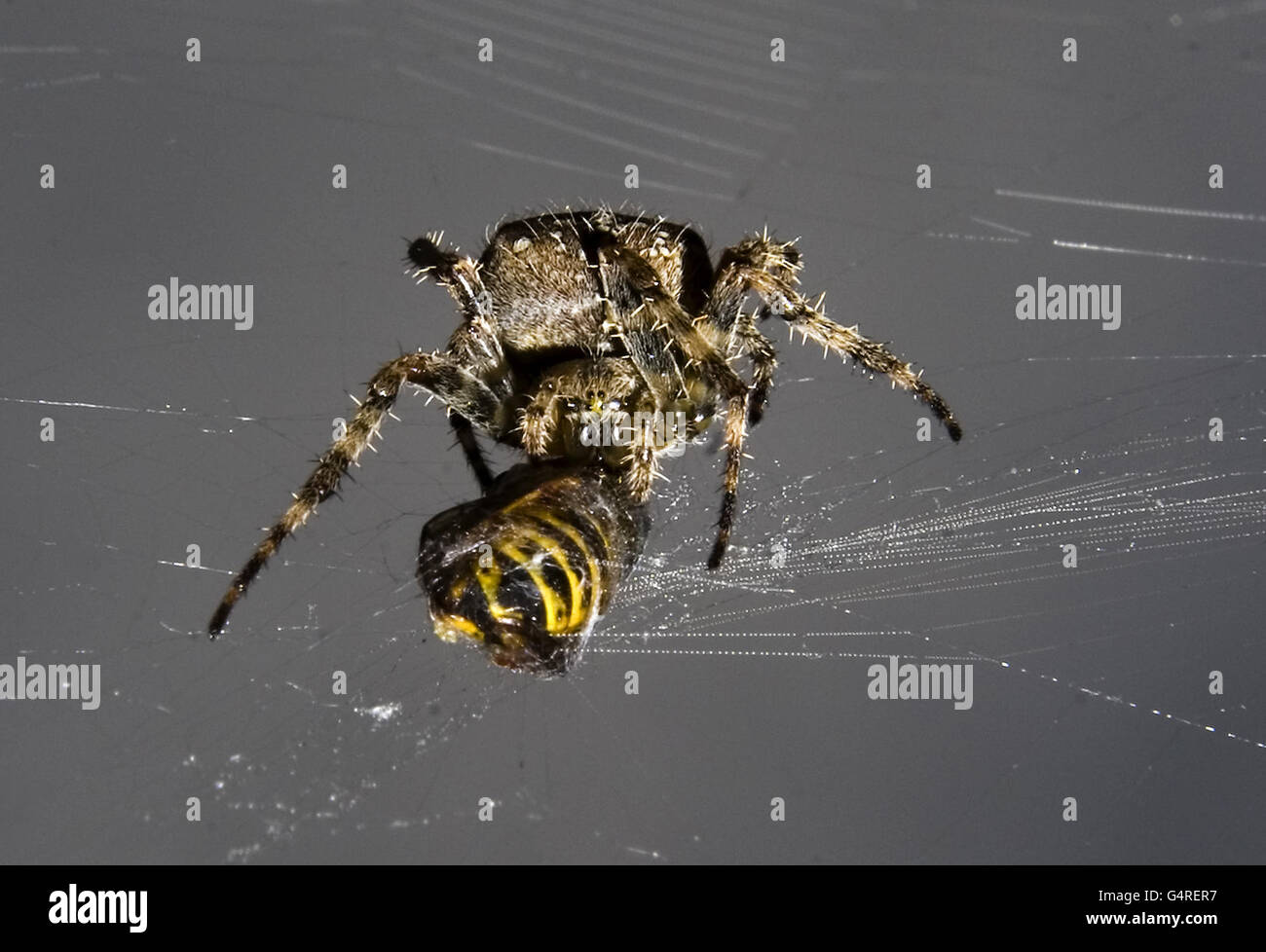Spider Stock. Eine Spinne frisst eine Wespe, die in ihrem Netz gefangen ist Stockfoto