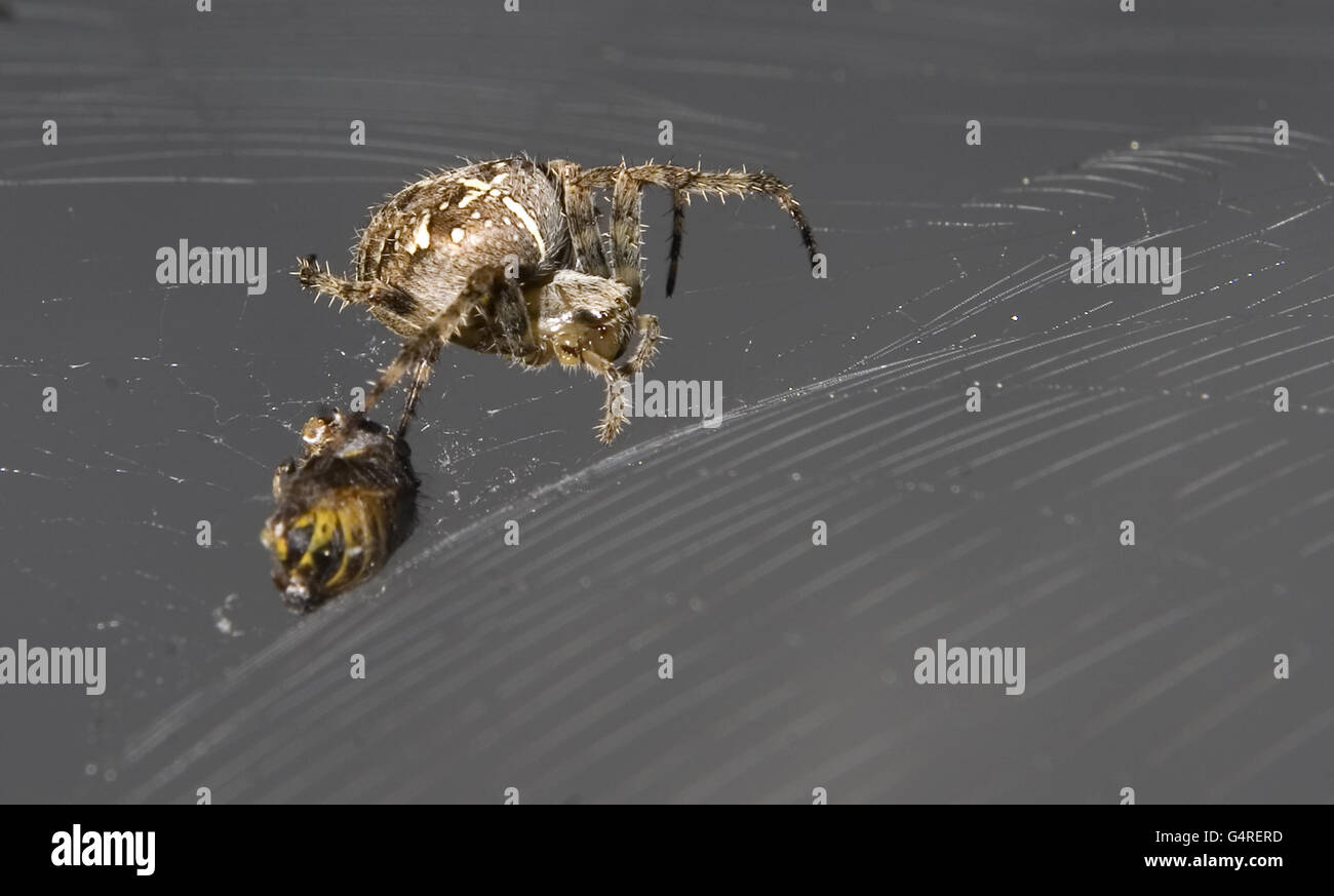 Spider Stock. Eine Spinne frisst eine Wespe, die in ihrem Netz gefangen ist Stockfoto